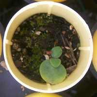 Dodecatheon conjugens